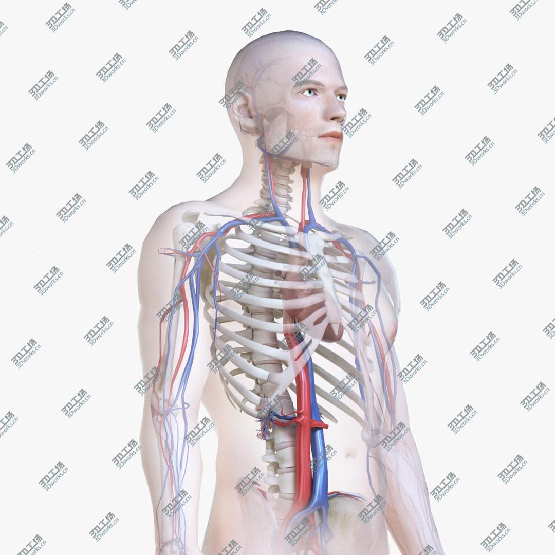 images/goods_img/20210313/3D Male Body, Skeleton and Vascular System (Low Poly)/1.jpg